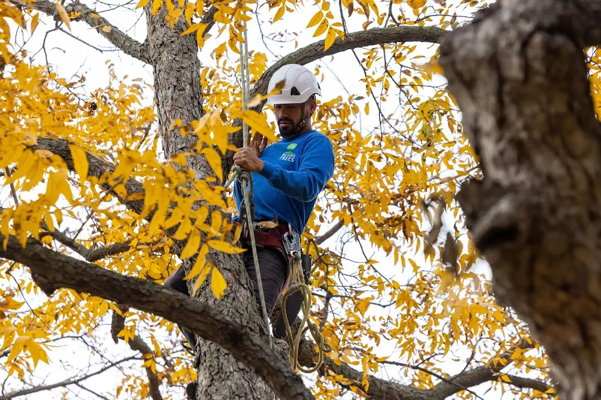 Skilled Tree Pruning crew working in Poquonock